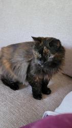 Reunited Female Cat last seen Merrimack Dr in Hometown Village, before the open field, Howell, MI 48843