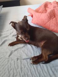 Reunited Female Dog last seen Near SW 157th Ave, hmstd, FL 33031, USA, Homestead, FL 33031