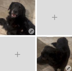Reunited Male Dog last seen Paradise drive canyon lake tx, Canyon Lake, TX 78133