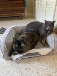 Reunited Female Cat last seen Rundell Street between Sheridan and F Streets, Iowa City, IA 52240