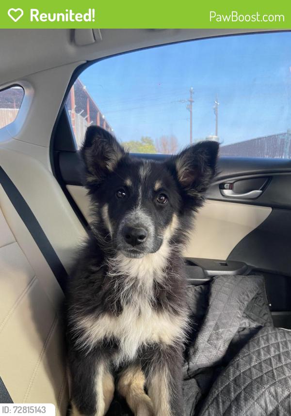 Reunited Female Dog last seen Tower line road , Arvin, CA 93203