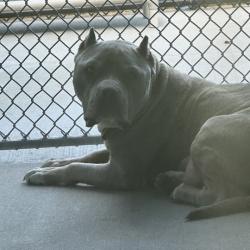 Shelter Stray Female Dog last seen , Matteson, IL 60443