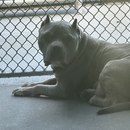 Shelter Stray Female Dog last seen , Matteson, IL 60443