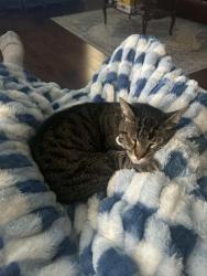 Reunited Male Cat last seen Kingsway, Georgetown, TX 78628