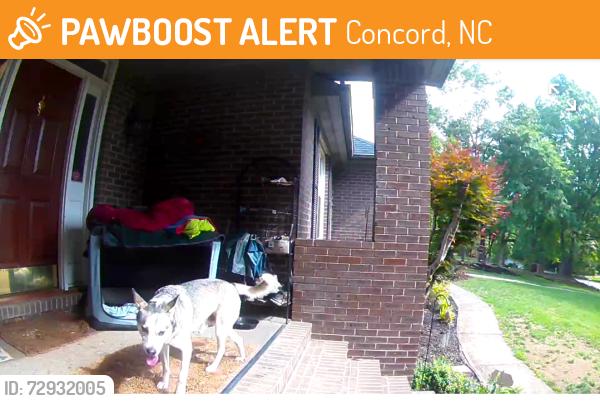 Found/Stray Male Dog last seen Davidson Hwy (73), Concord, NC 28027