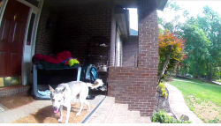 Found/Stray Male Dog last seen Davidson Hwy (73), Concord, NC 28027