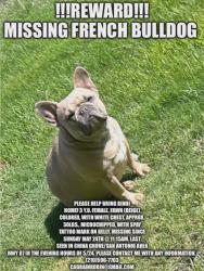 Reunited Female Dog last seen HWY 87 China Grove/San Antonio, TX in Country Air Mobile Home Park, China Grove, TX 78263