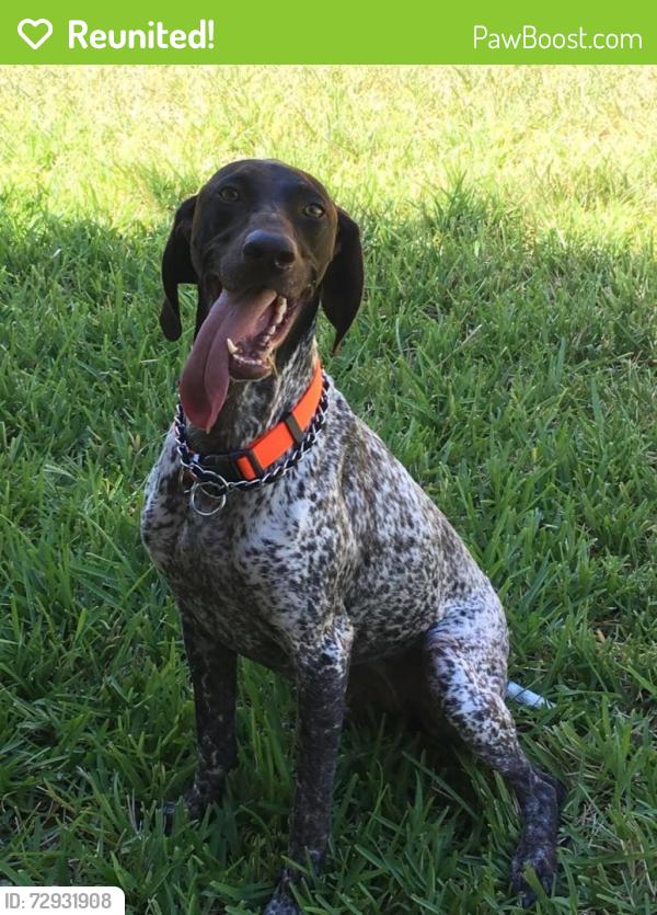 Reunited Female Dog last seen Eagle trace Plantation , Laredo, TX 78045