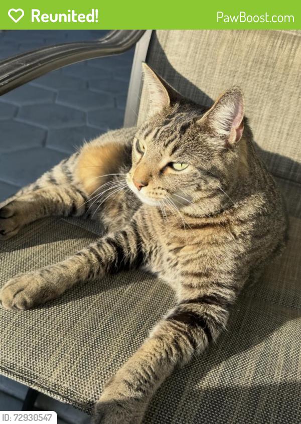 Reunited Male Cat last seen We live by Claude Pepper Elementary and we believe he went out in the patio and got lost there , Miami, FL 33186