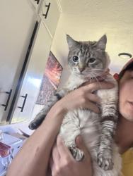 Reunited Female Cat last seen Broadway and W Boise ave, Boise, ID 83706