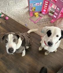 Reunited Male Dog last seen Cedar St & Potter Street , Memphis, MI 48041