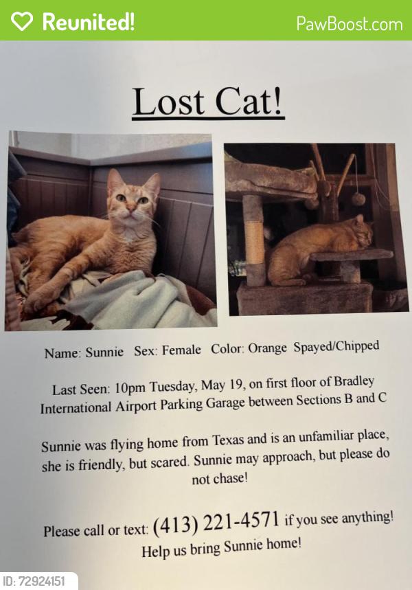 Reunited Female Cat last seen Terminal A, between elevator B and C, Windsor Locks, CT 06096