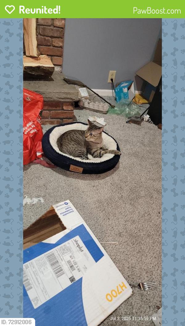 Reunited Male Cat last seen Near    vagele     lane   glenmont  ny, Albany, NY 12077