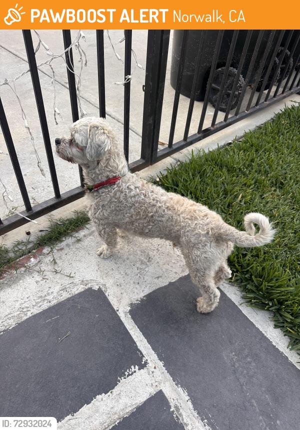 Found/Stray Male Dog last seen Allard & Arlee Ave, Norwalk, CA 90650