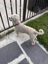 Found/Stray Male Dog last seen Allard & Arlee Ave, Norwalk, CA 90650