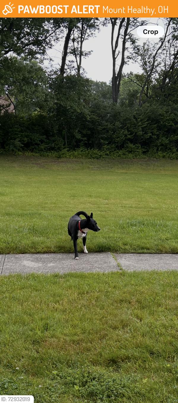 Found/Stray Male Dog last seen Lake of the Woods, Mount Healthy, OH 45231