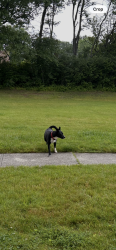 Found/Stray Male Dog last seen Lake of the Woods , Mount Healthy, OH 45231
