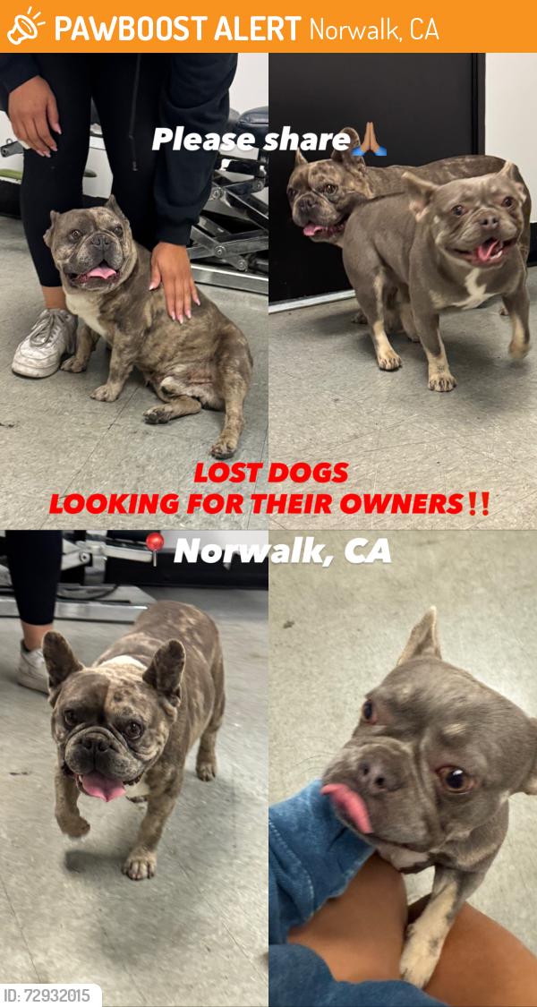 Found/Stray Male Dog last seen Norwalk town Square, Roscrans and pioneer , Norwalk, CA 90650
