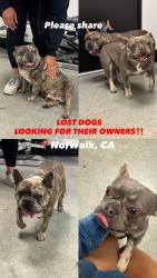 Found/Stray Male Dog last seen Norwalk town Square, Roscrans and pioneer , Norwalk, CA 90650