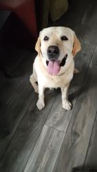 Reunited Male Dog last seen Tehama ridge and Loreto dr., Fort Worth, TX 76177