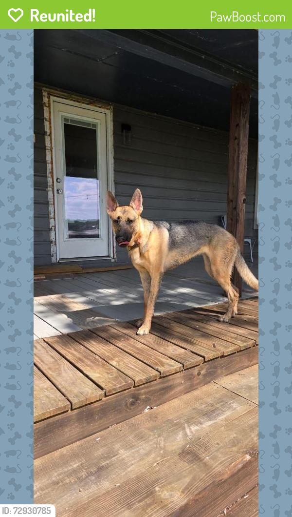 Reunited Female Dog last seen Oak drive / fireside dr, Lewisville, TX 75028