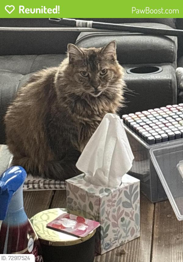 Reunited Female Cat last seen Main Street , West Haven, CT 06516