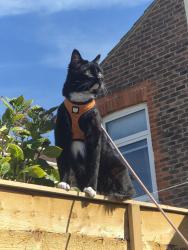 Reunited Female Cat last seen Chichester Road back gardens, Portsmouth, England PO2 0AW