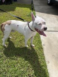 Reunited Male Dog last seen River Oaks Dr/Carolina Forest, Carolina Forest, SC 29579