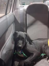 Found/Stray Female Dog last seen Legacy emmanual, Portland, OR 97217