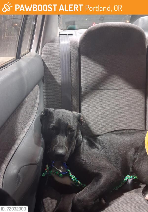 Found/Stray Female Dog last seen Legacy emmanual, Portland, OR 97217