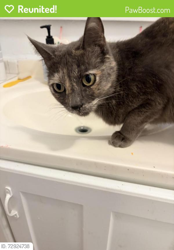 Reunited Female Cat last seen genessee and spaulding, West Hollywood, CA 90046