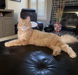 Reunited Male Cat last seen Clear Corrie Ct, Antelope, CA 95843, USA, Antelope, CA 95843