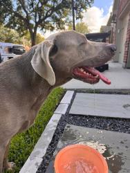 Found/Stray Male Dog last seen Westover park League City TX, League City, TX 77573