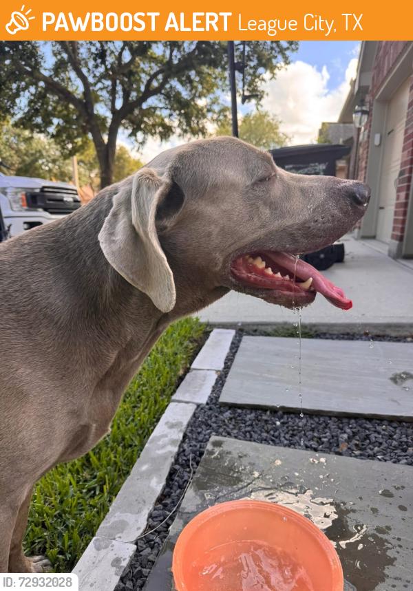 Found/Stray Male Dog last seen Westover park League City TX, League City, TX 77573