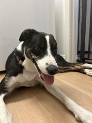 Reunited Male Dog last seen St Rose and Alper, Henderson, NV 89052