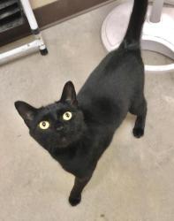 Shelter Stray Male Cat last seen Bexar County, New Braunfels, TX 78130