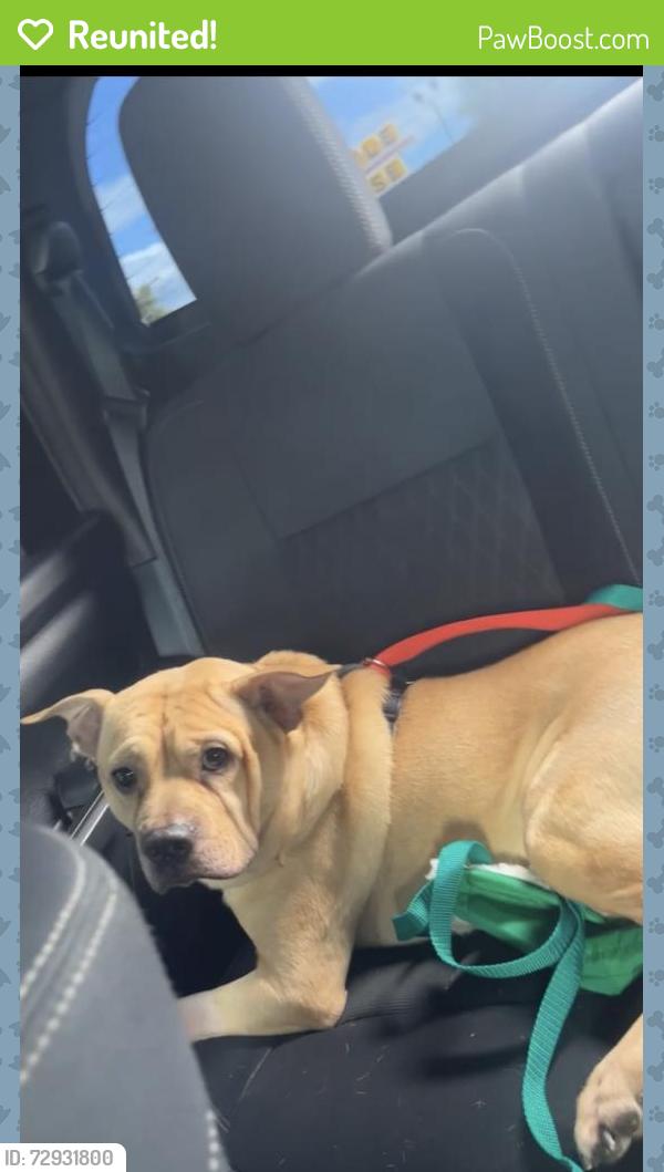 Reunited Male Dog last seen Coronado Dr & Tara Dr , Greensboro, NC 27410