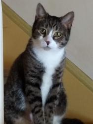 Reunited Female Cat last seen Second and Ellendale, Hobart, IN 46342