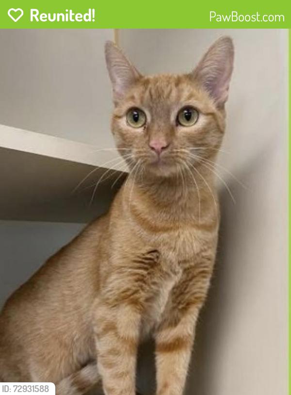 Reunited Female Cat last seen Near Azalea Drive in North Brunsw, North Brunswick Township, NJ 08902