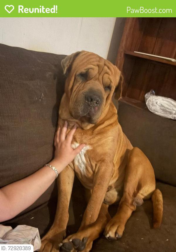 Reunited Male Dog last seen Tuart Hill, Tuart Hill, WA 6060