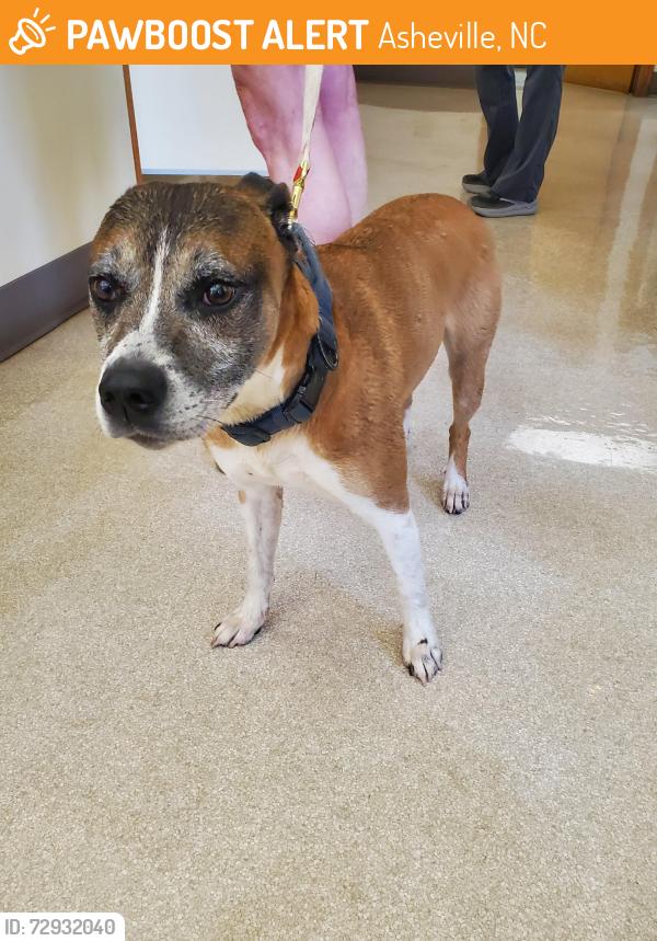 Found/Stray Male Dog last seen Tunnel rd near Red , Asheville, NC 28805