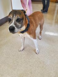 Found/Stray Male Dog last seen Tunnel rd near Red , Asheville, NC 28805