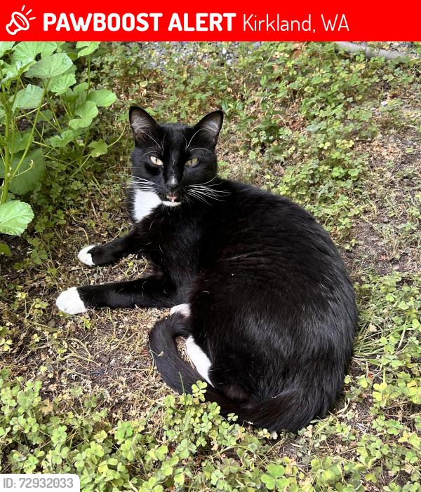 Deceased Male Cat last seen NE 90th St & 116th Ave NE in Kirkland Highlands, Kirkland, WA 98033