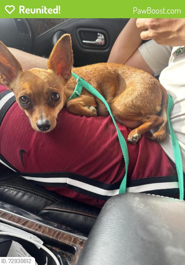 Reunited Female Dog last seen Near 98th st nw, Albuquerque, NM 87121