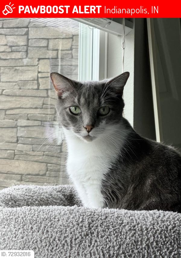 Lost Male Cat last seen On Keystone past 71st st. Around abandoned hse, Indianapolis, IN 46220
