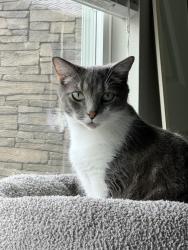 Lost Male Cat last seen On Keystone past 71st st. Around abandoned hse, Indianapolis, IN 46220