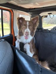 Reunited Male Dog last seen Wandering Benchley, Bryan, TX 77807