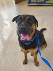 Found/Stray Male Dog last seen Tunnel rd near Red , Buncombe County, NC 28805