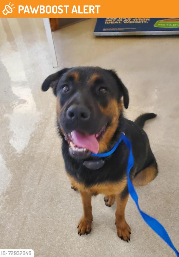 Found/Stray Male Dog last seen Tunnel rd near Red , Buncombe County, NC 28805