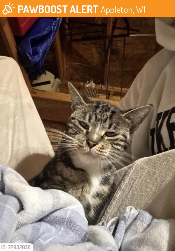 Surrendered Female Cat last seen George’s steak hse, Appleton, WI 54915